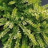 Photo de Chèvrefeuille Arbusif "Lonicera Nitida".